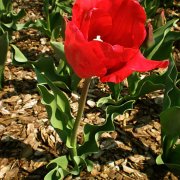 Tulipa variedad Cum Laude