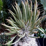 Tylecodon wallichii