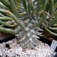 Tylecodon wallichii