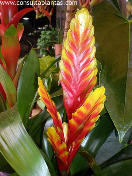 Vriesea carinata or Flaming Sword Plant | Care and Growing