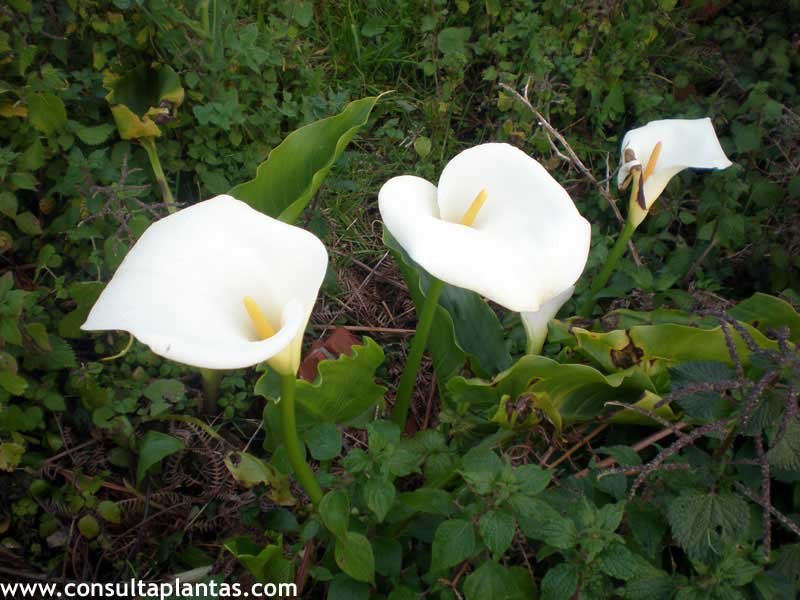 Zantedeschia aethiopica or Calla lily | Care and Growing