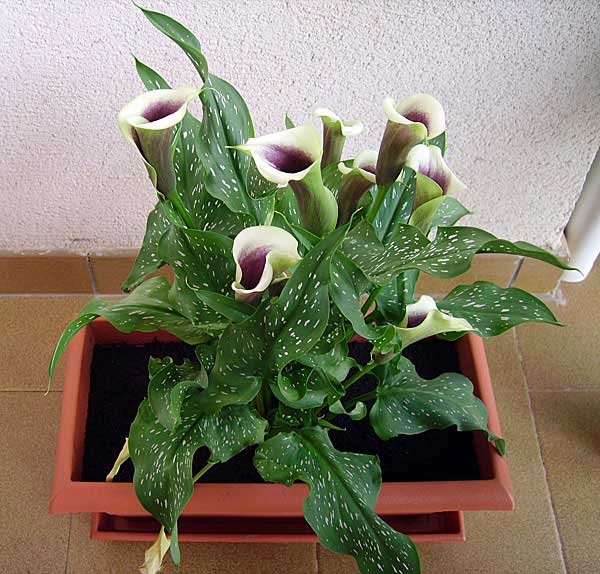 Zantedeschia elliottiana or Golden calla lily | Care and Growing