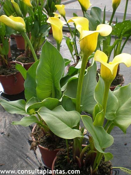 Zantedeschia elliottiana or Golden calla lily | Care and Growing