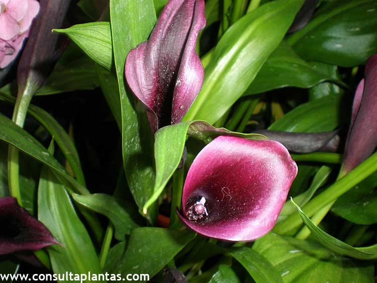 Zantedeschia rehmannii or Calla Lily Indoors | Care and Growing